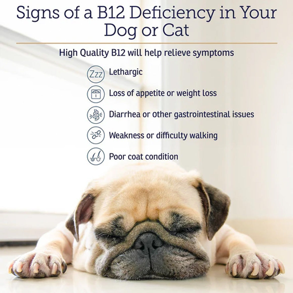Rx Vitamins Rx B12 Liquid Digestive Supplement for Dogs & Cats – Vitamin B12 Support | Available in UK Now