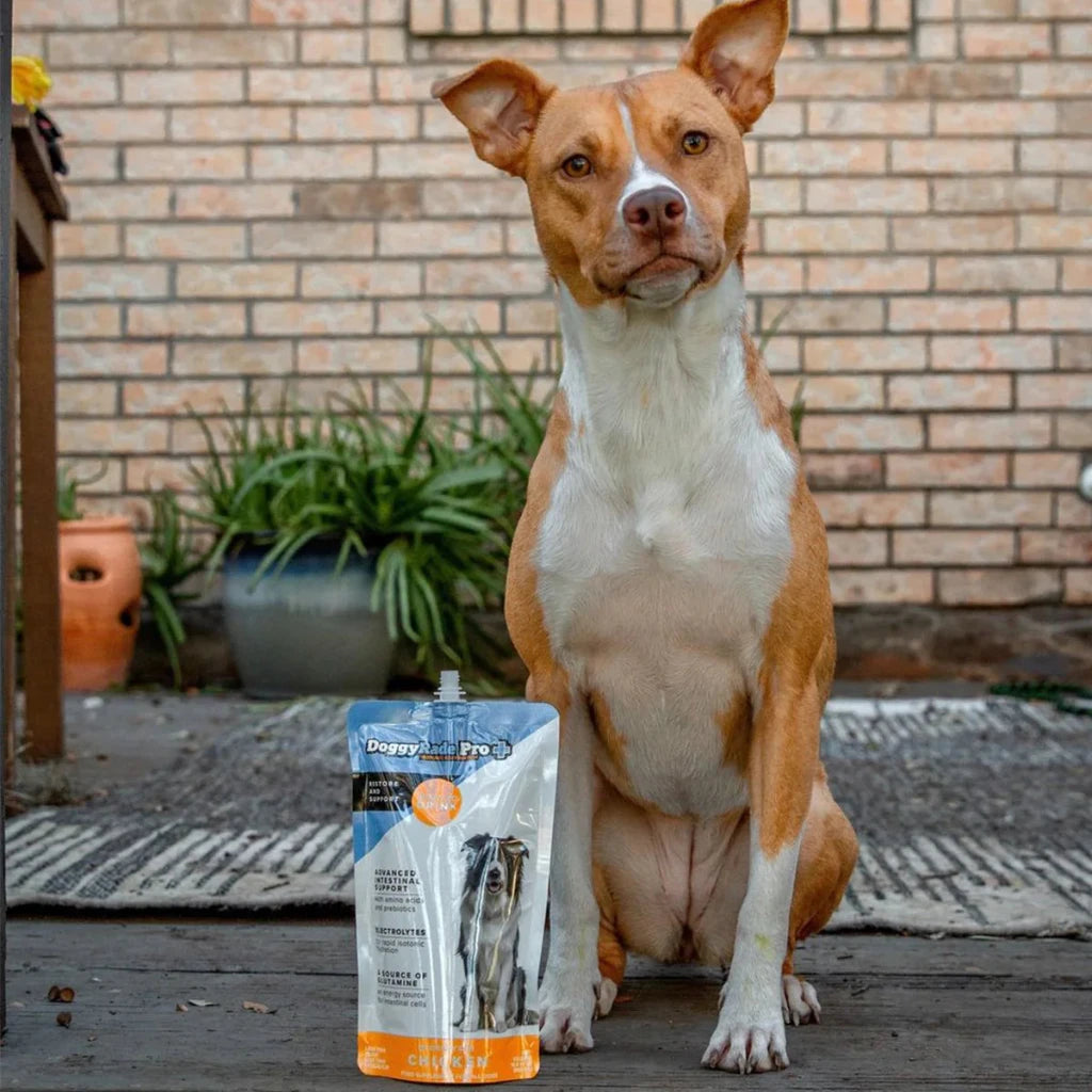 Doggy Rade pro supplement drink rapid hydration advanced intestinal support gastrointestinal support dog with drink
