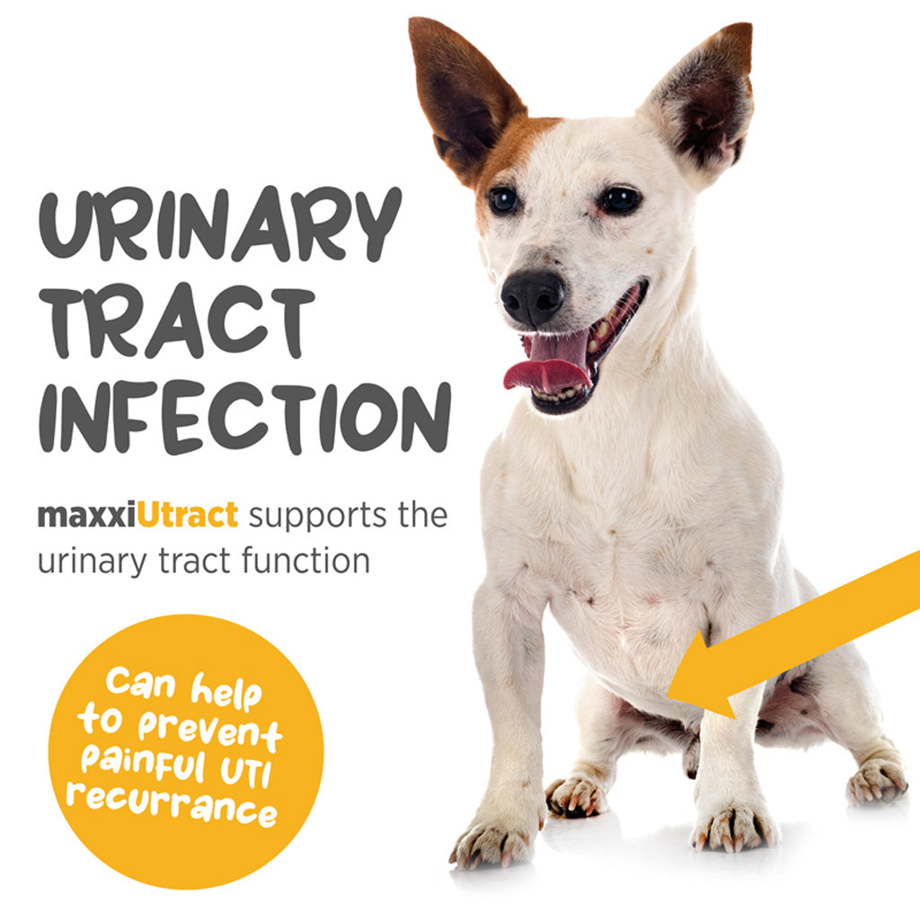 maxxiUtract for dogs uriniary tract infection