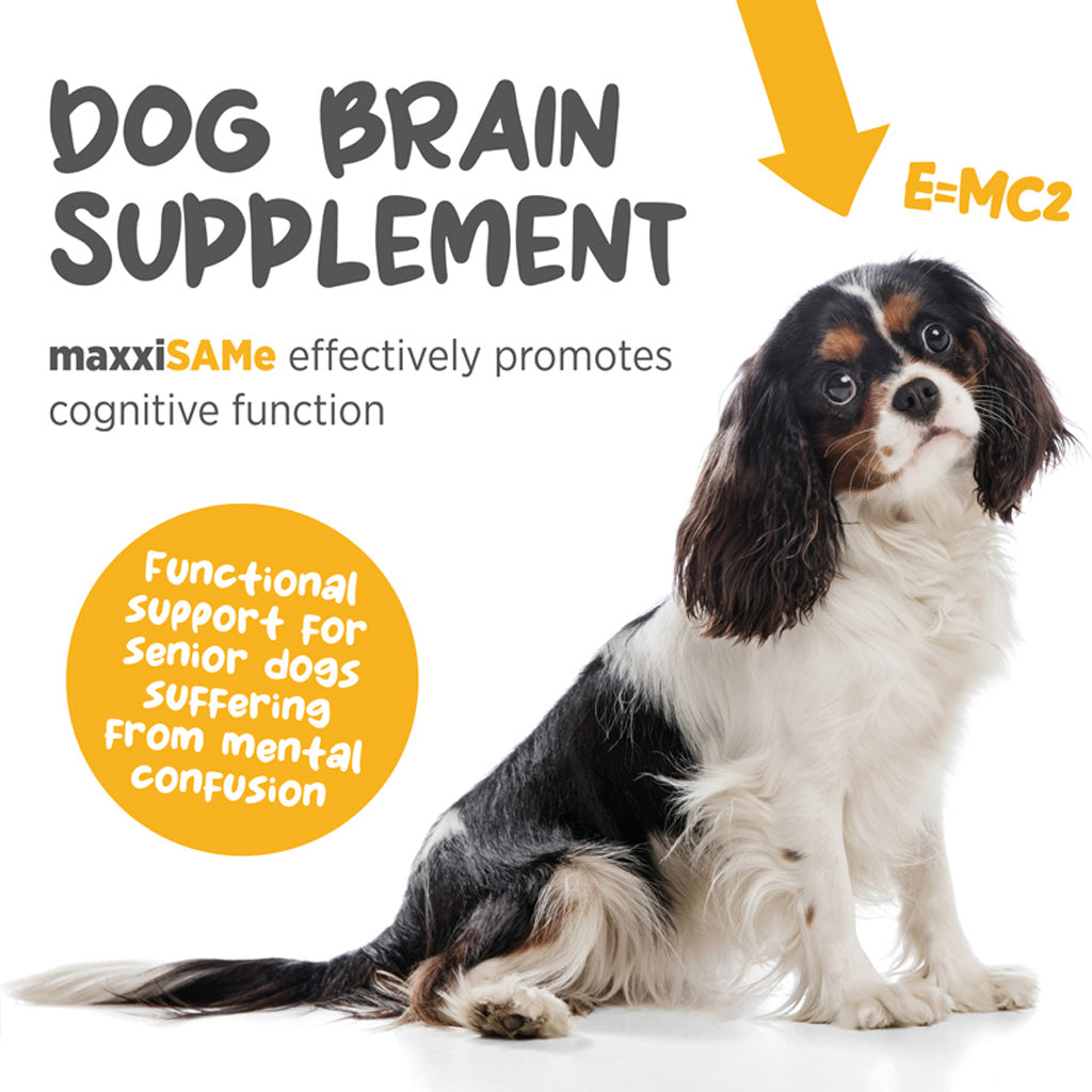 maxxiSAMe for dogs dog brain supplement