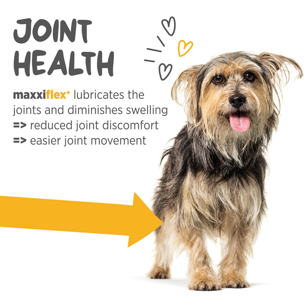 Maxxiflex+ hip & joint supplement for dogs joint health