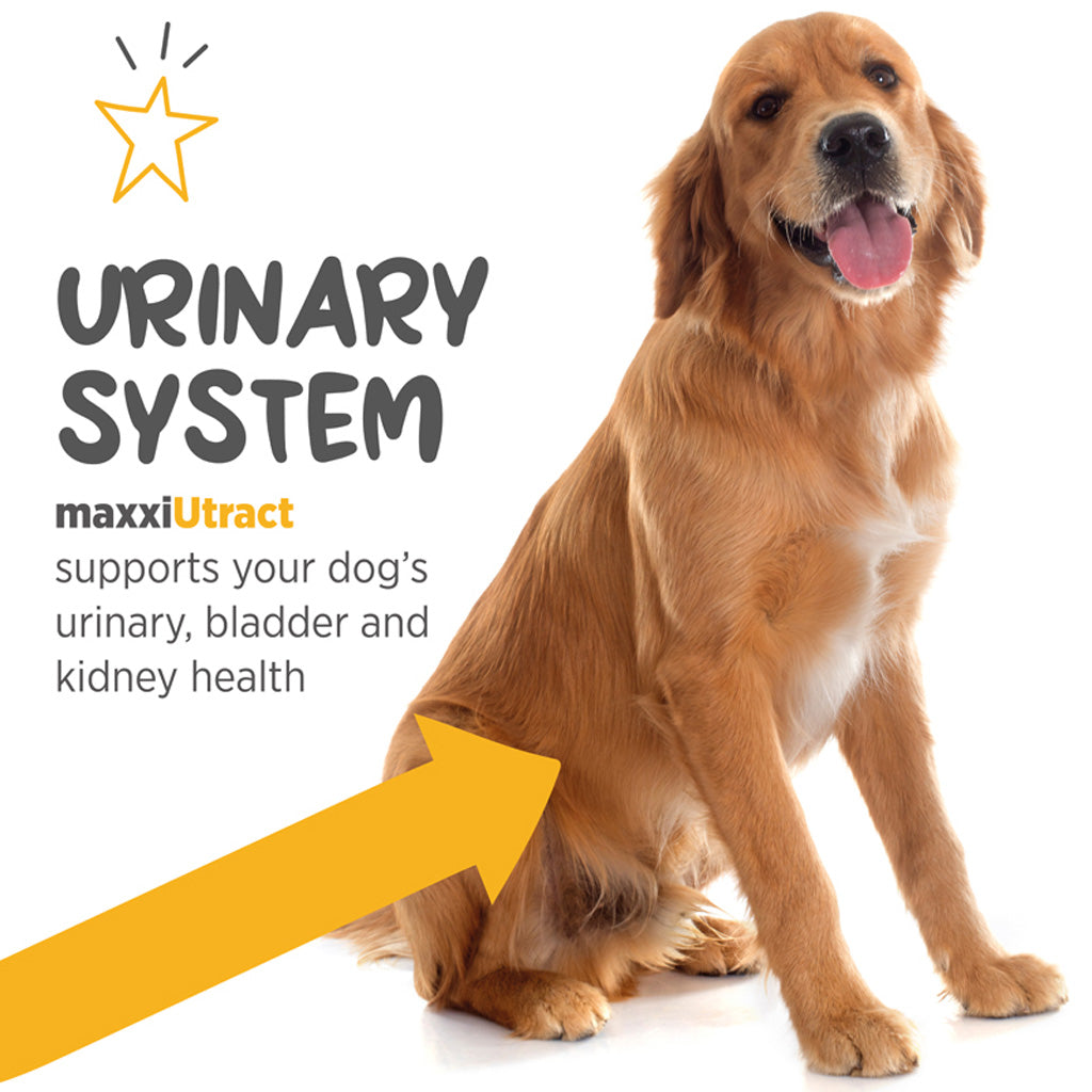 maxxiUtract for dogs urinary system