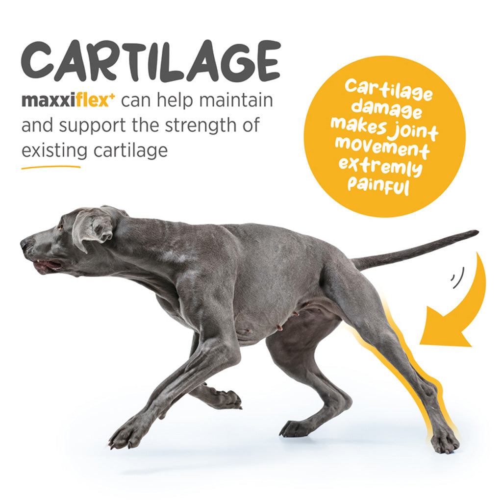 Maxxiflex+ hip & joint supplement for dogs cartilage