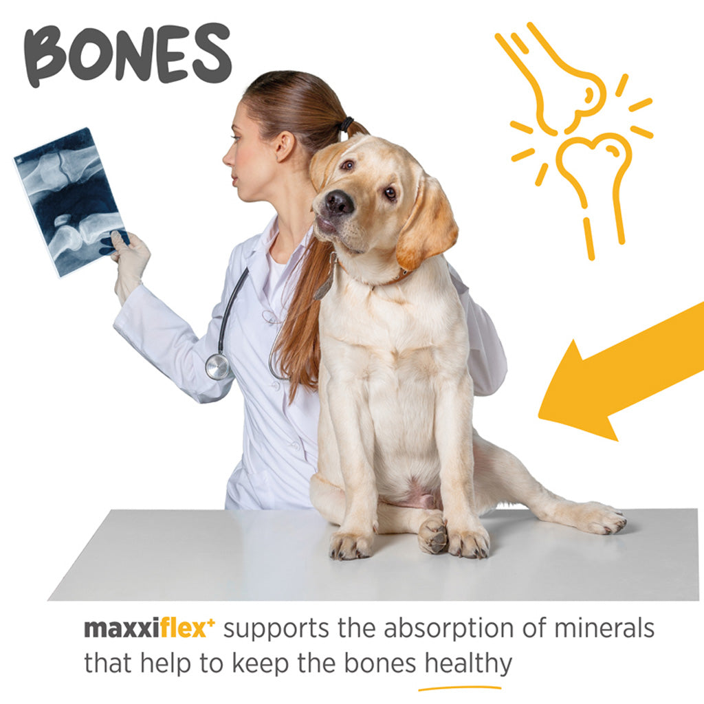 Maxxiflex+ hip & joint supplement for dogs bones