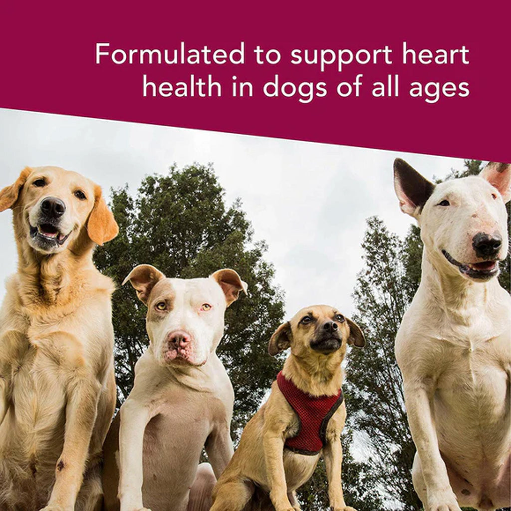 Four dogs of different breeds standing outdoors with a text overlay about heart health support for dogs.