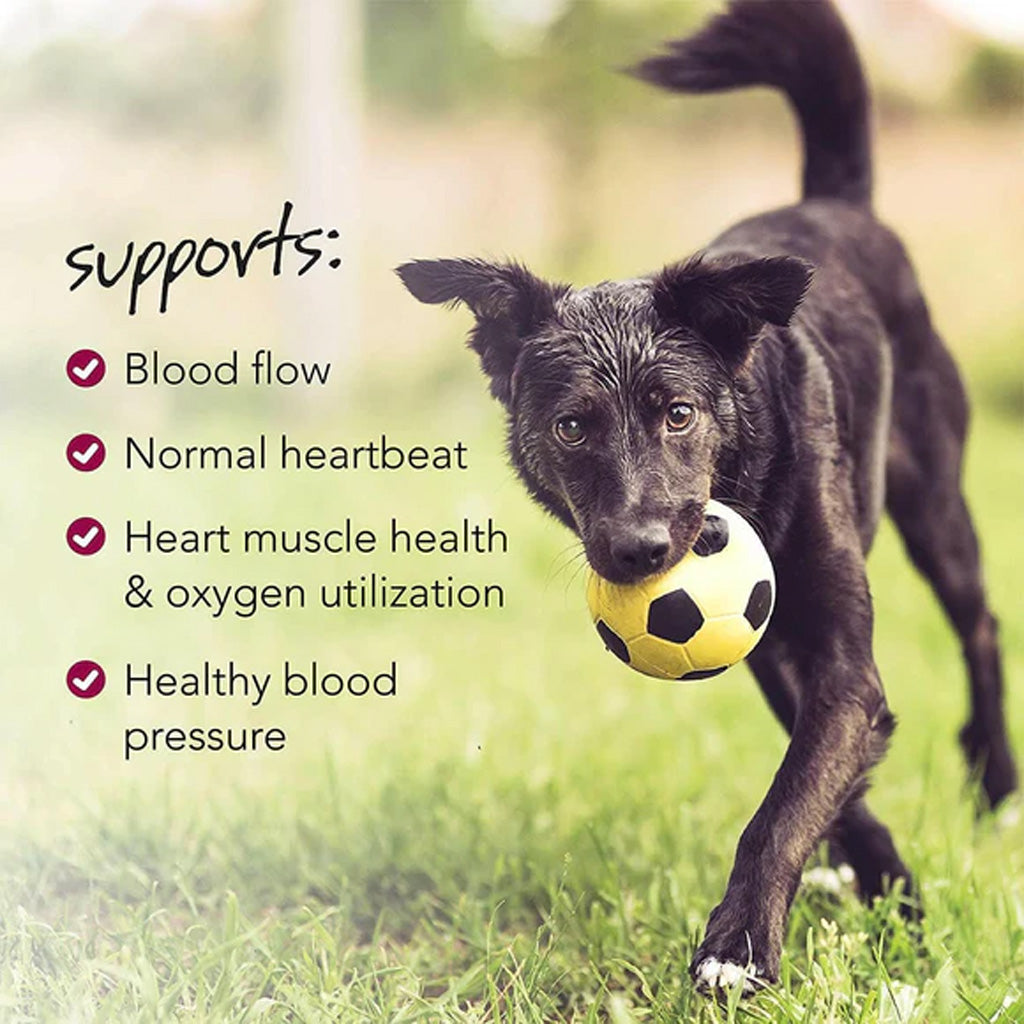 Dog playing with a ball in a grassy field, with text about health benefits.