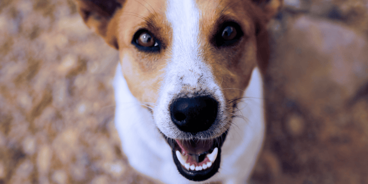 Is Dr. Marty Nature’s Blend the Best Freeze-Dried Raw Dog Food?