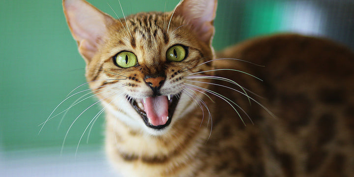 Why Pet Scholars 1-TDC Is a Leading Dental Supplement for Dogs and Cats