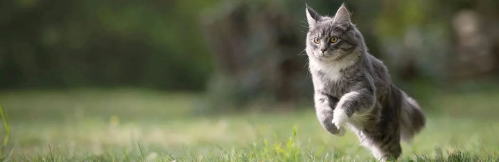 VetriScience Supplements for Dogs and Cats: A Complete UK Guide