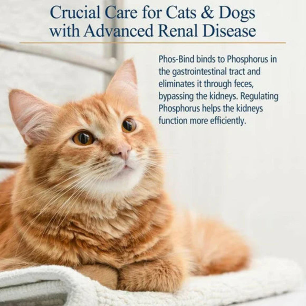 Orange cat lying on a white blanket with text about renal disease care.