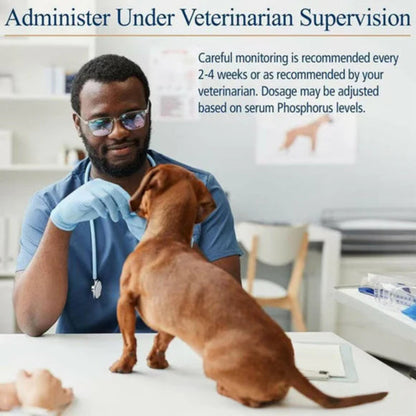 Veterinarian with a dog in a clinic setting