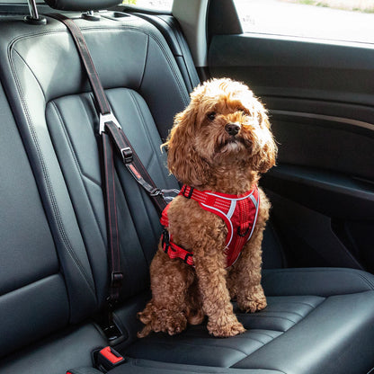 Dog wearing a red harness sitting in a car seat with a seatbelt.