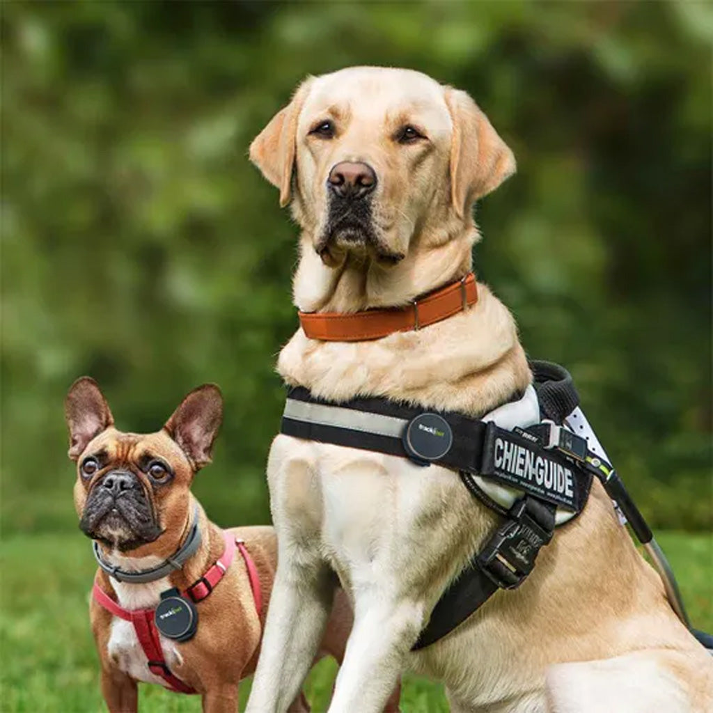 Two dogs wearing harnesses with trackipet tracker attached on a blurred green background