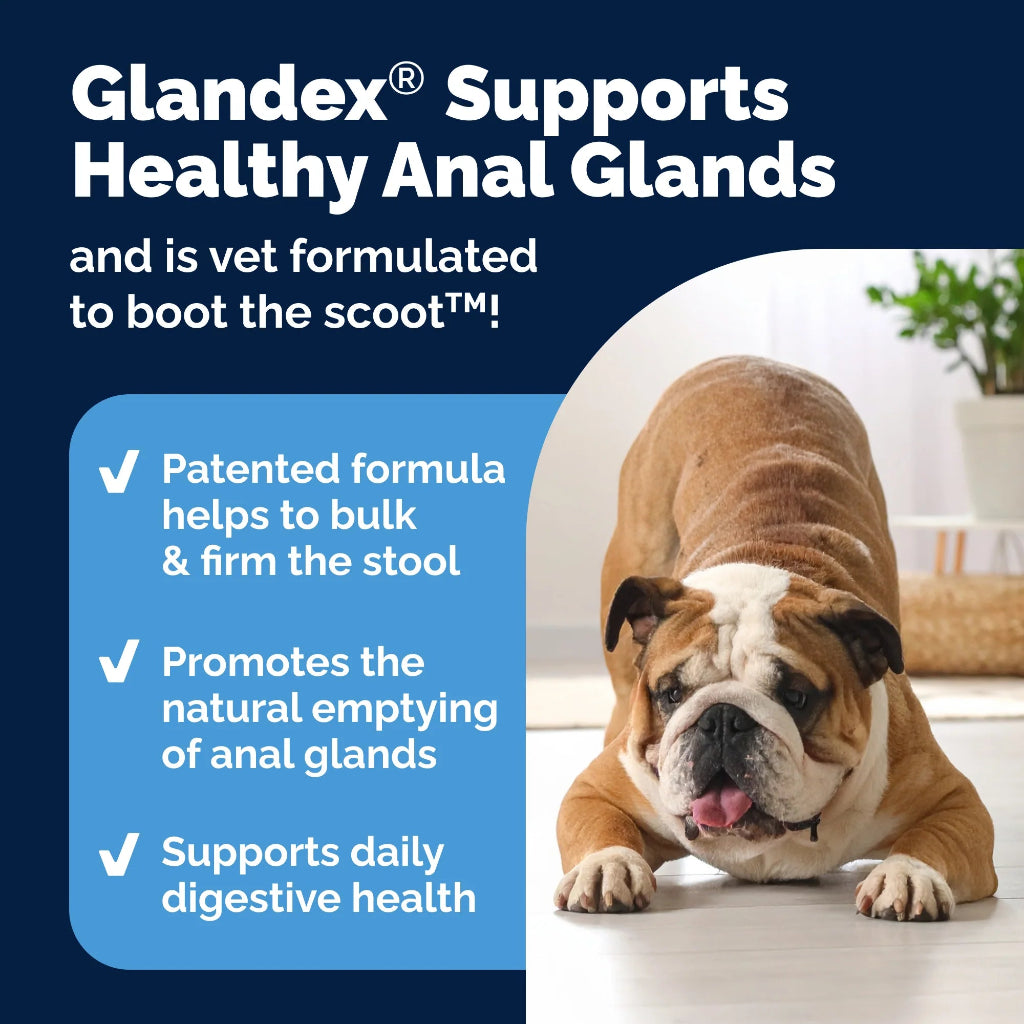 Advertisement for Glandex supporting healthy anal glands with a bulldog on a white surface.