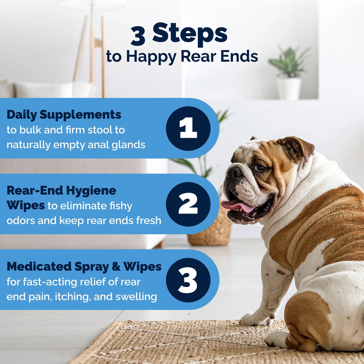 Bulldog sitting on a rug with text about pet care steps for happy rear ends.