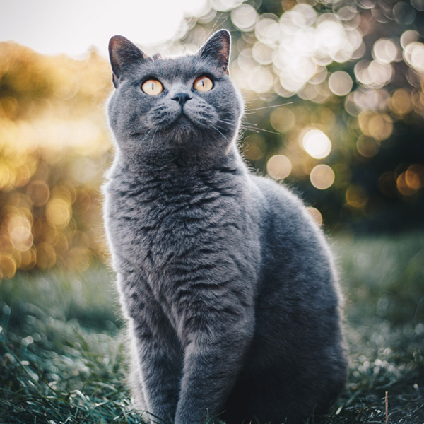 Grey cat Bio Health Solutions