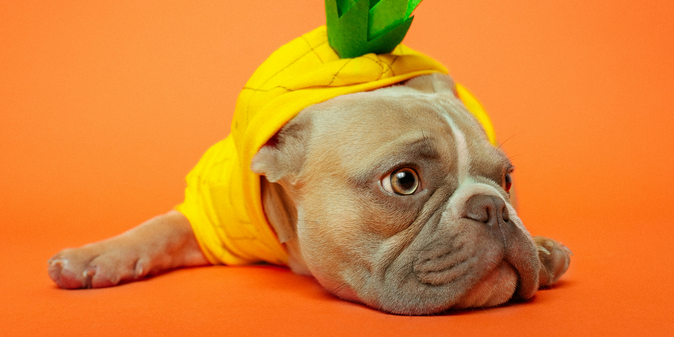Dog on an orange background