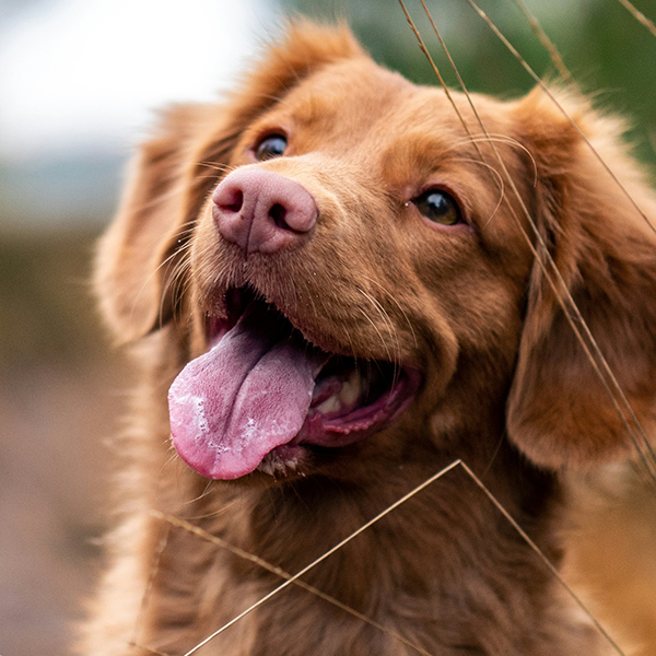 Brown dog