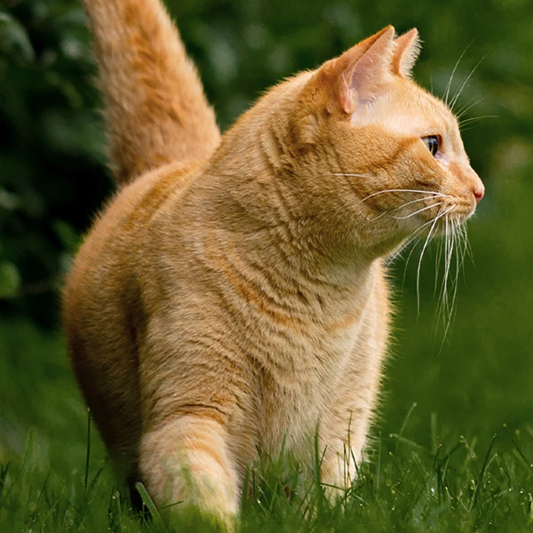 Cat in a field Vetriscience