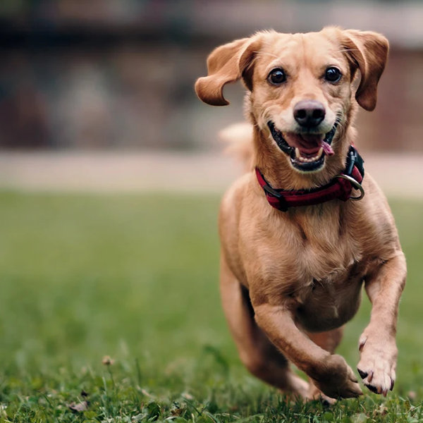 Dog running on grass