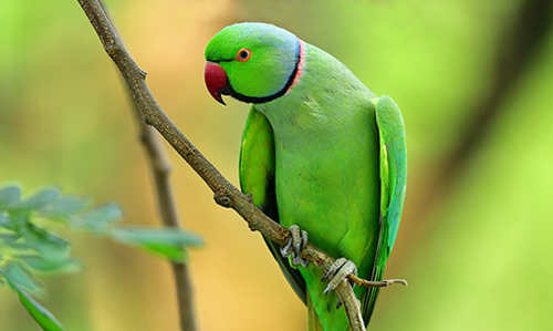 Boss Pets MegaMenu Birds