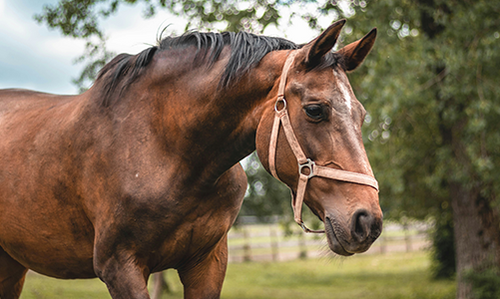 Boss Pets MegaMenu Horses
