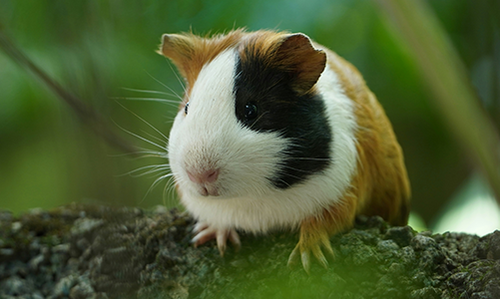 Boss Pets MegaMenu Small Animals
