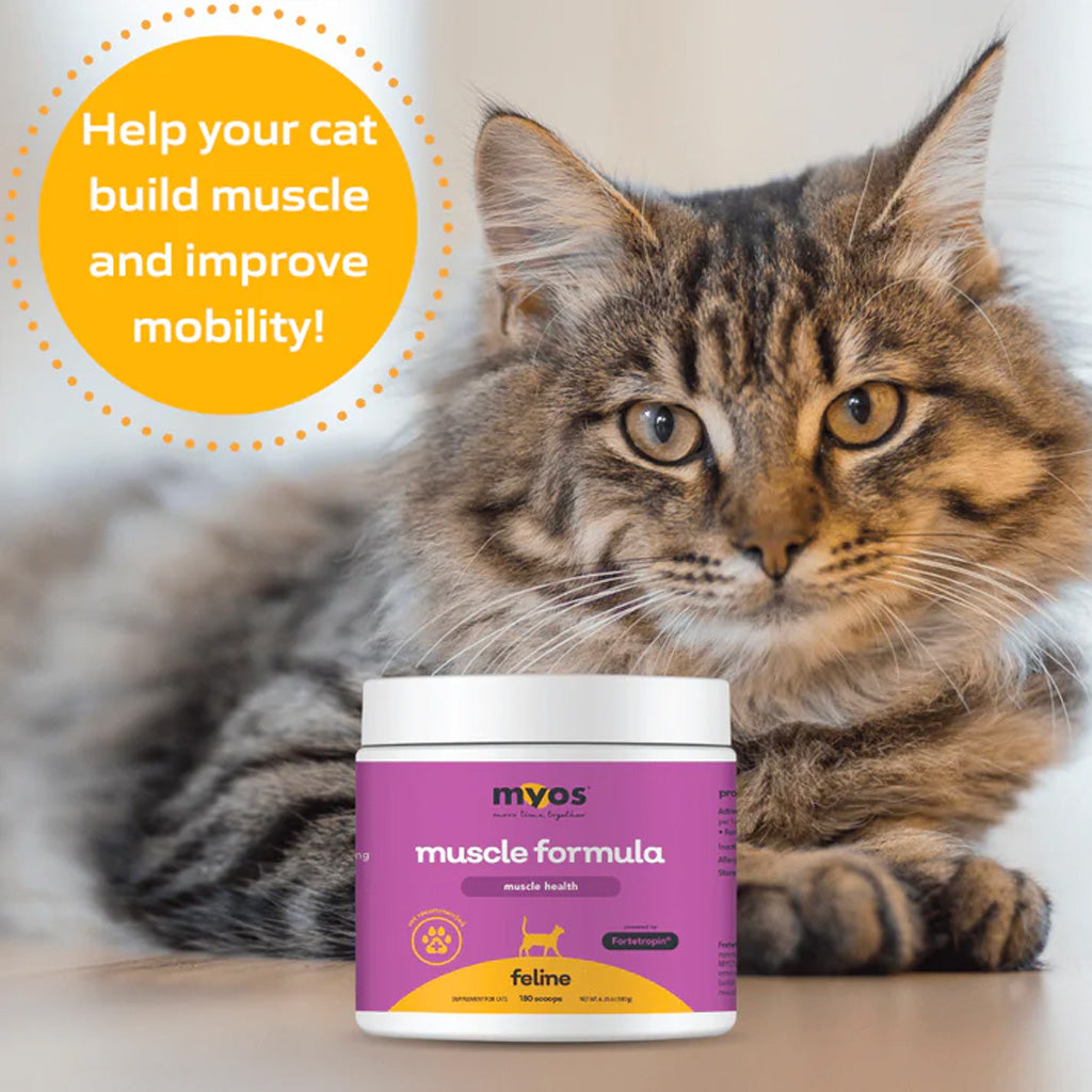 Cat with a Myos muscle formula supplement container on a light background