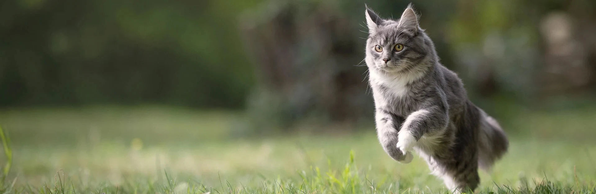 Cat jumping Vetriscience