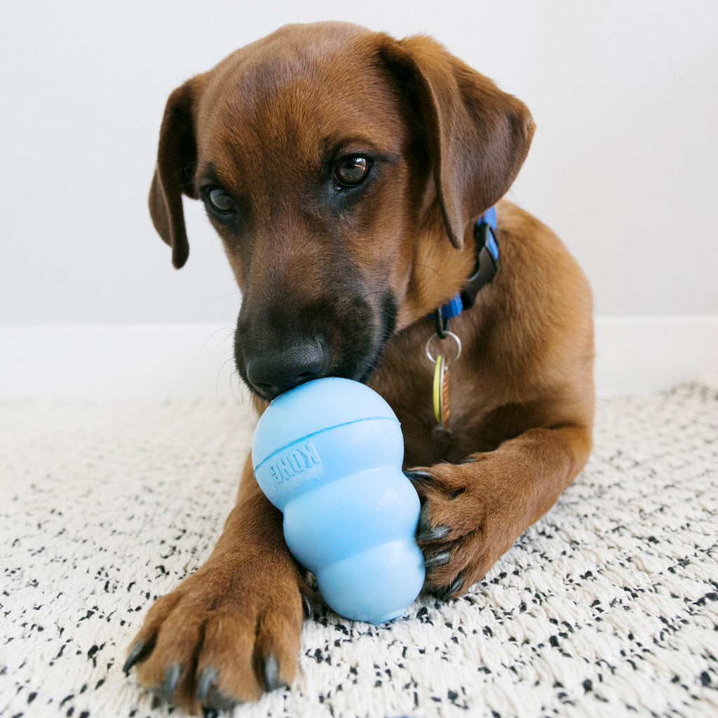 KONG Puppy Snacks – Blueberries & Salmon – Premium Biscuits for Puppies