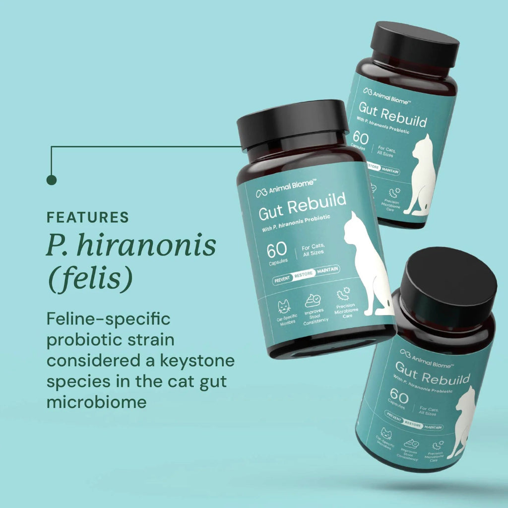 Three bottles of Animal Biome Gut Rebuild cat probiotic supplements arranged on a light blue background with text detailing P. hiranonis benefits for cats.
