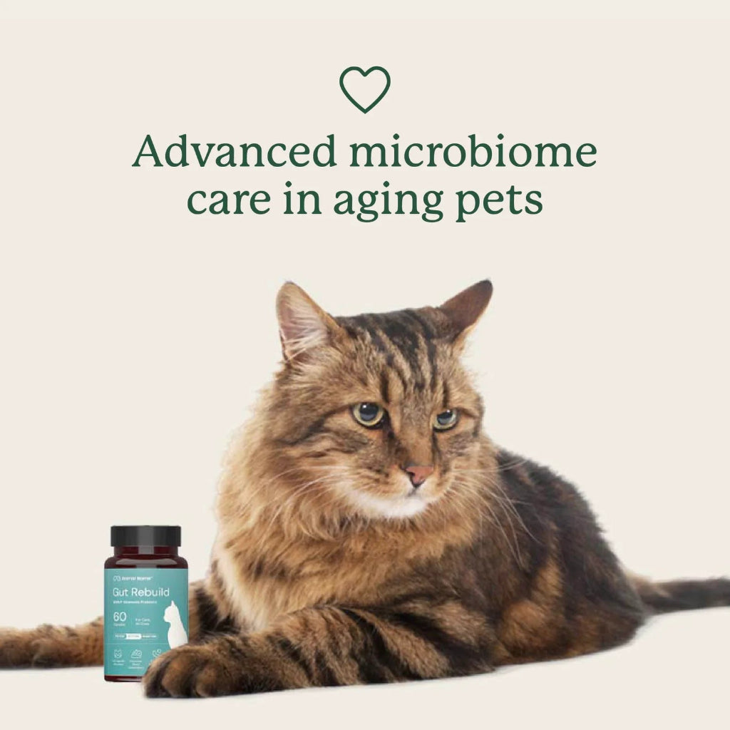 An aging tabby cat lies on a light cream background next to a small supplement bottle with a teal label and dark cap. Above the cat, dark green text reads 'Advanced microbiome care in aging pets' with a small heart icon.