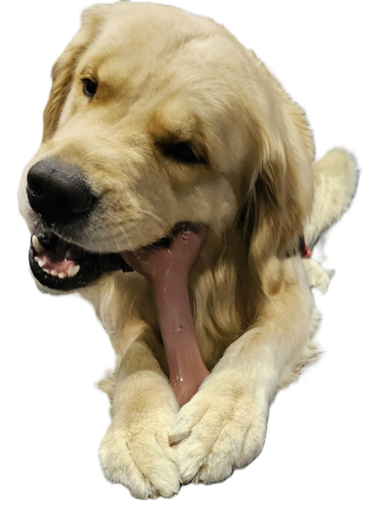 Dog holding a pink bone toy on a white background