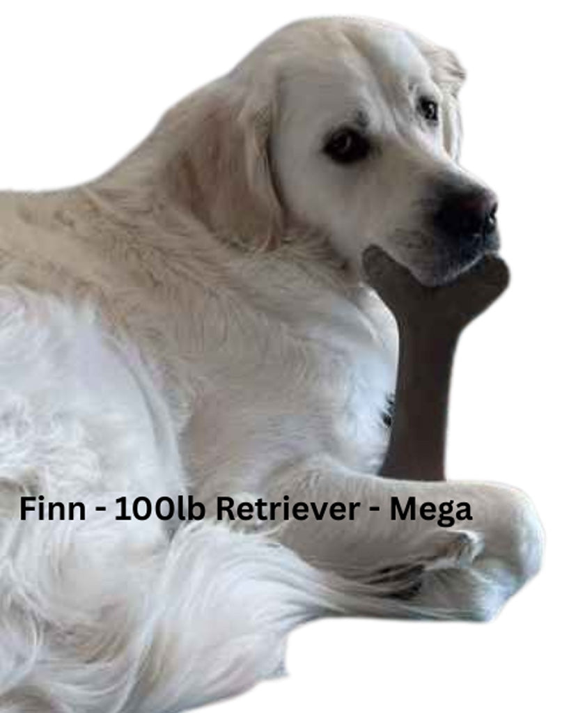 Large white dog holding a brown bone toy on a white background