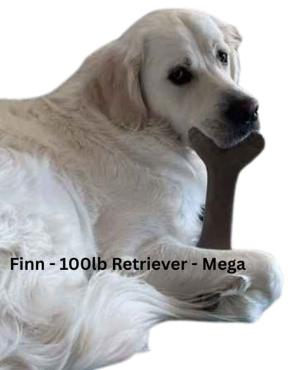Large white dog holding a brown bone toy on a white background