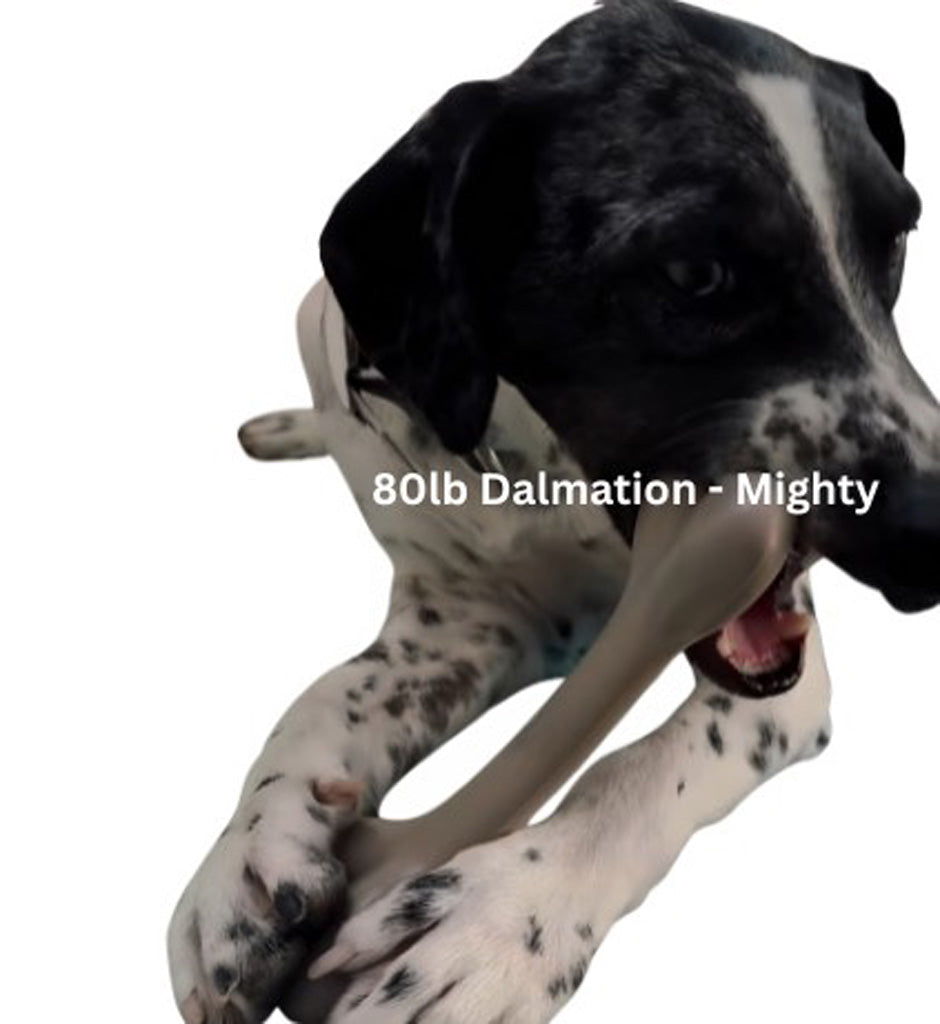 Dalmatian dog playing with a toy on a white background