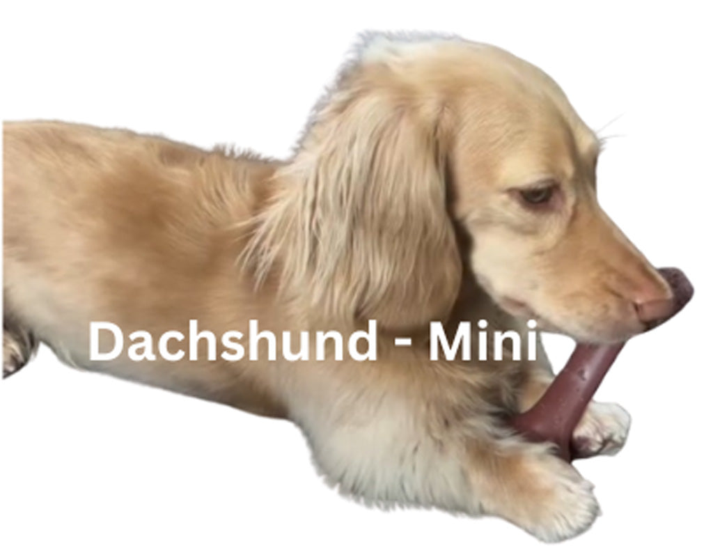 Miniature Dachshund lying on a white background with text 'Dachshund - Mini'.