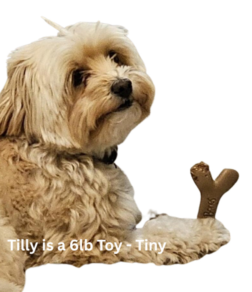 Small dog with a toy on a white background