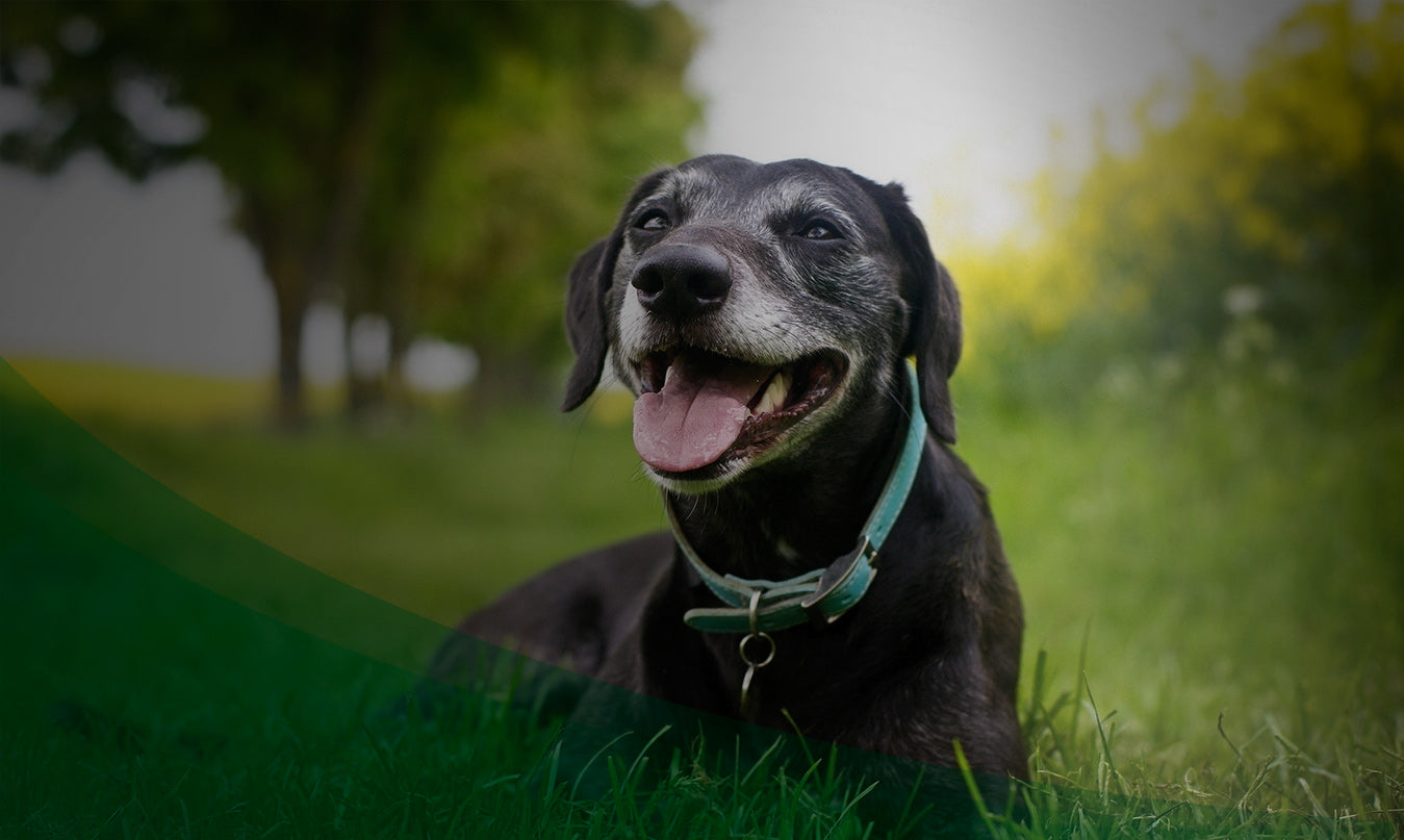Black dog lying in grass