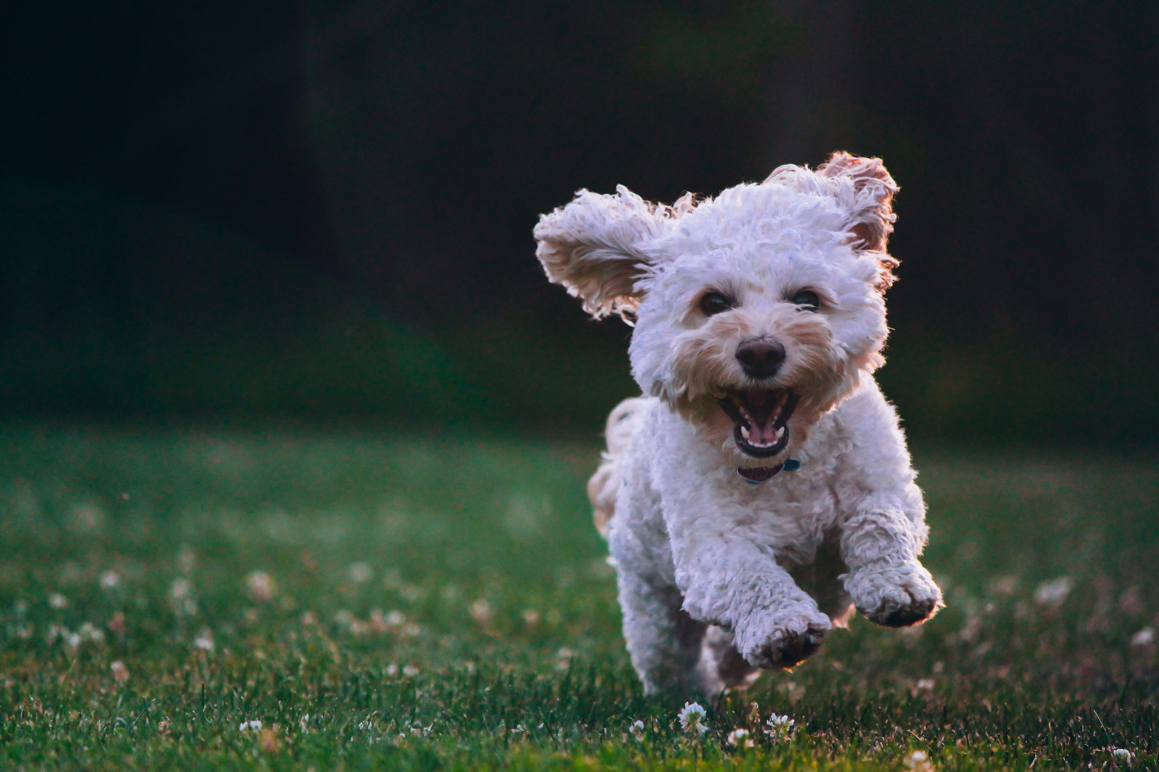 White dog running on grass