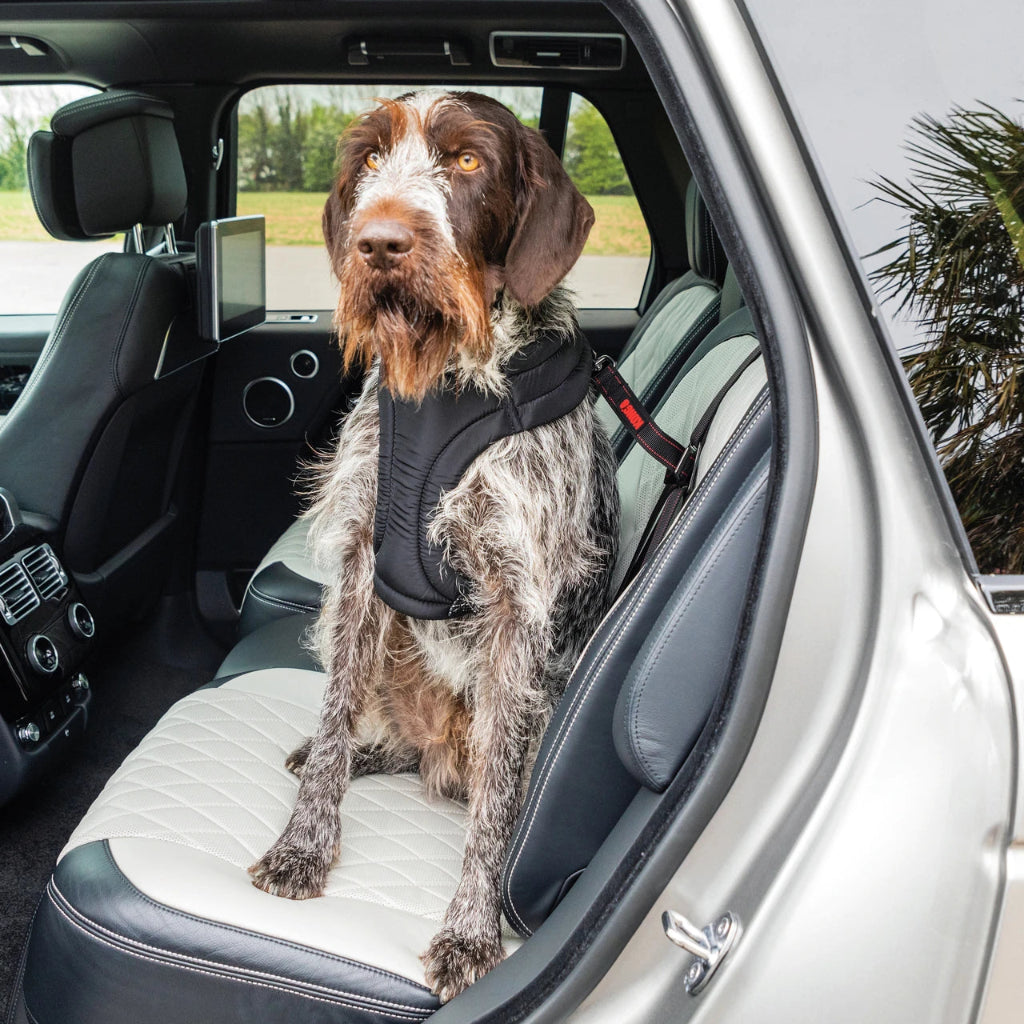Dog wearing a harness sitting in the back seat of a car with a view of the outdoors.