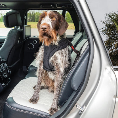 Dog wearing a harness sitting in the back seat of a car with a view of the outdoors.