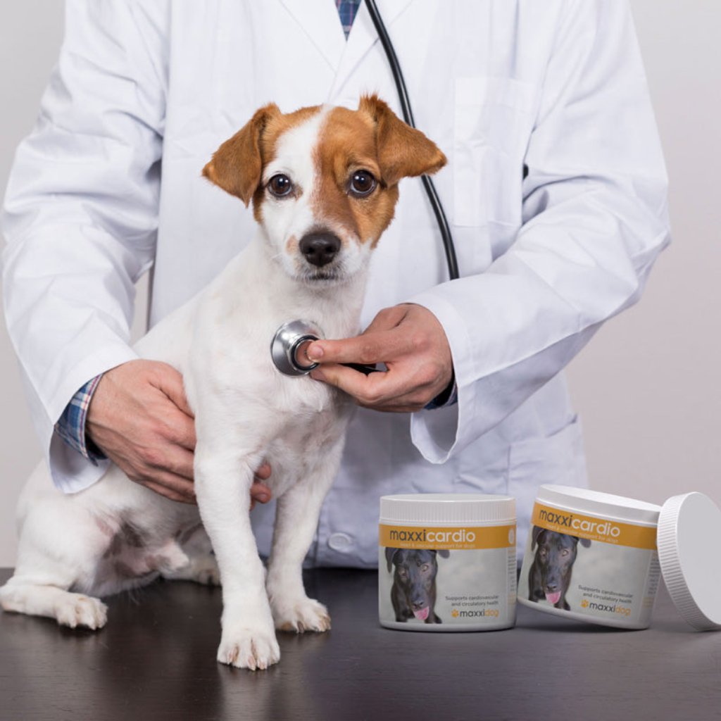 Maxxicardio for dogs vet with stethoscope on dog