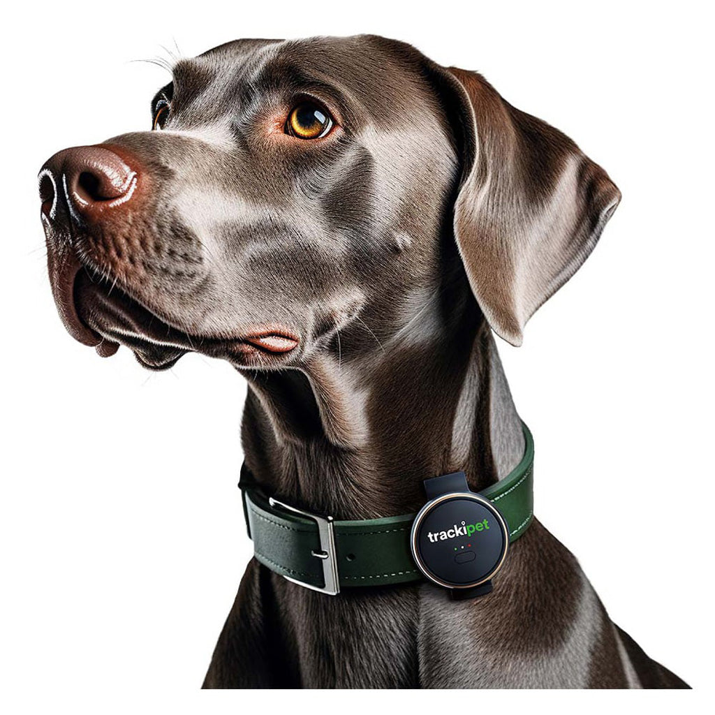 Dog wearing a green collar with a tracker on a white background