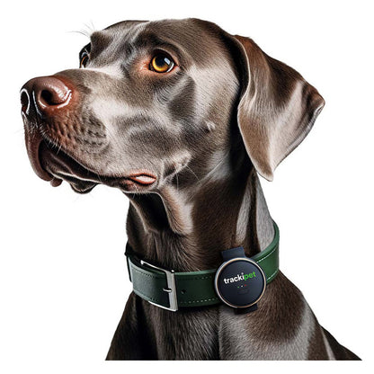 Dog wearing a green collar with a tracker on a white background