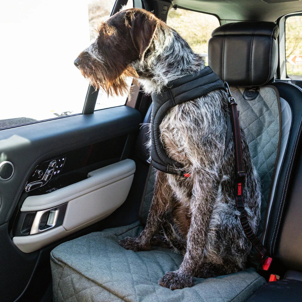 Dog wearing a harness sitting in the back seat of a car with a car seat cover.