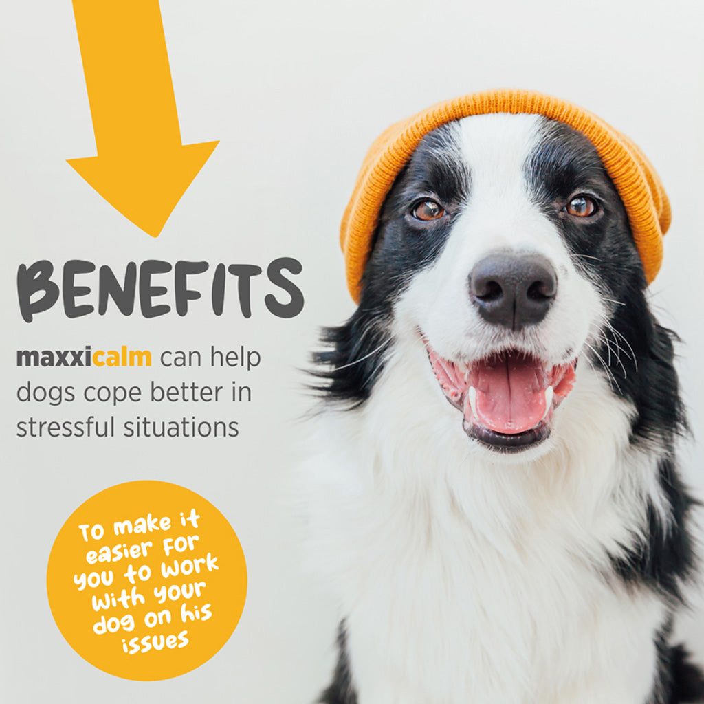 maxxicalm calming aid for dogs supplement  benefits
