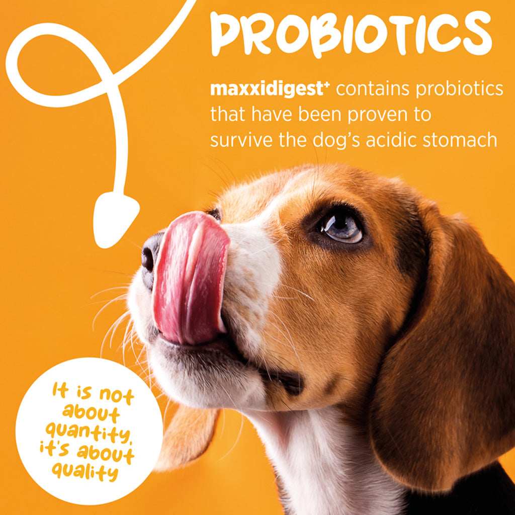 maxxidigest+ for dogs probiotics