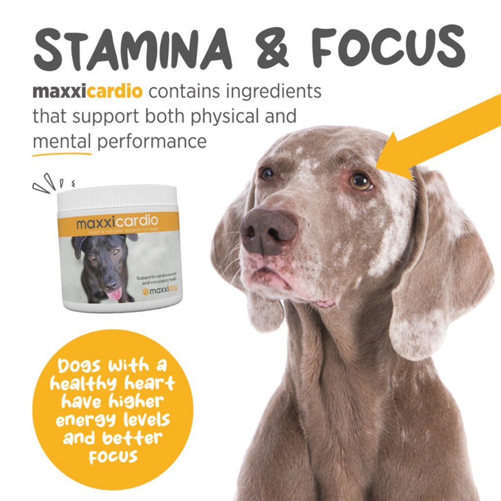 Maxxicardio for dogs improve stamina and focus