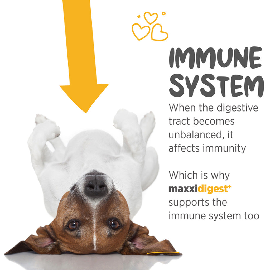maxxidigest+ for dogs immune system
